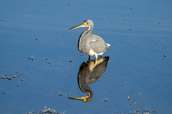 Tri-colored Heron