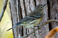 Palm Warbler