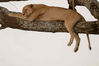 Africa Safari