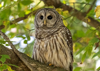 Barred Owl