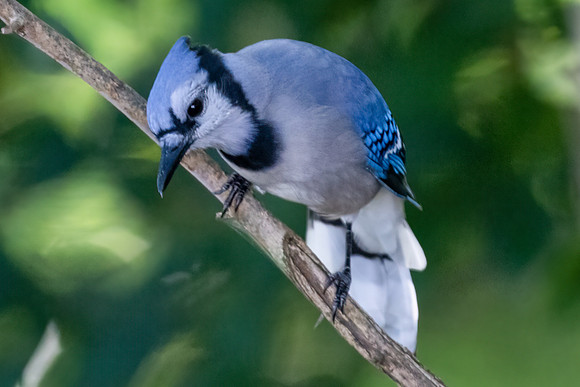Bluejay