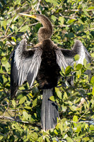 Anhinga