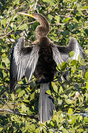 Anhinga