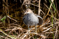 Immature Common Gullinule