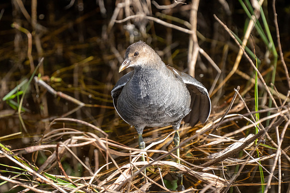 Immature Common Gullinule