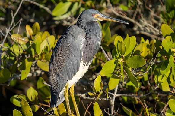 Tri-colored Heron