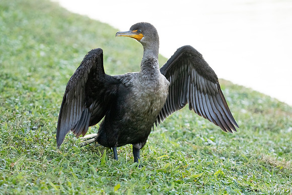 Double-crested Cormorant