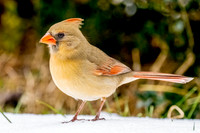 Female Cardinal