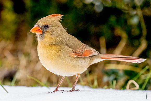 Female Cardinal