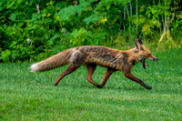 Red fox
