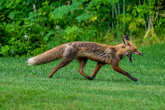 Red fox
