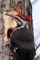 Male Pileated Woodpecker