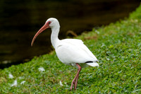 White Ibis