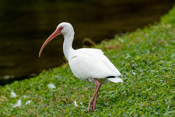 White Ibis