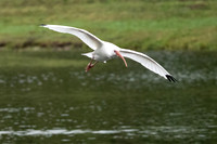 White Ibis