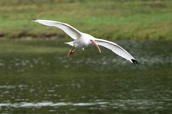 White Ibis