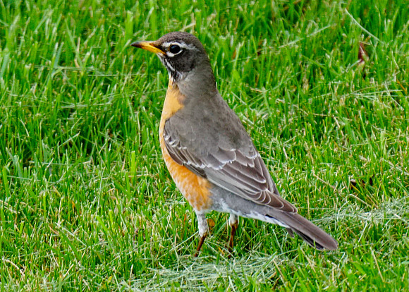 American Robin