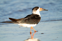 Black Skimmer