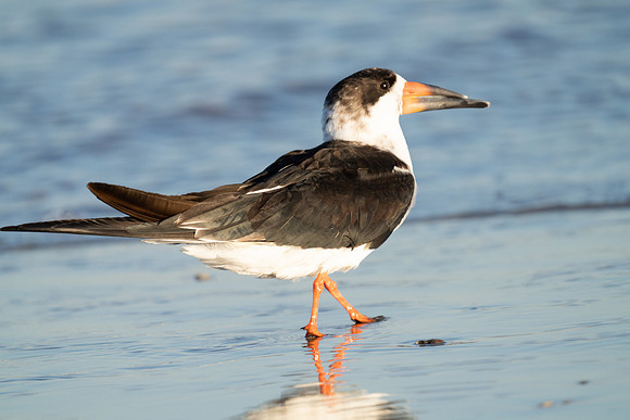 Black Skimmer