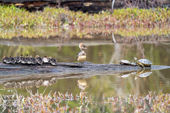 Mergansor mom talking to turtle parents