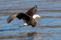 Bald Eagle Fishing