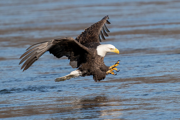 Bald Eagle Fishing