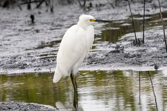 Snowy Egret
