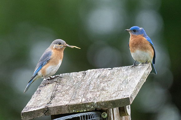 Eastern bluebird