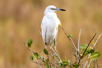 Little Blue Heron