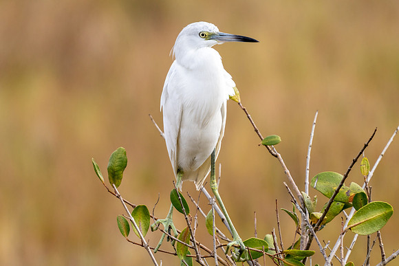 Little Blue Heron