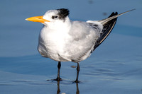 Royal Tern
