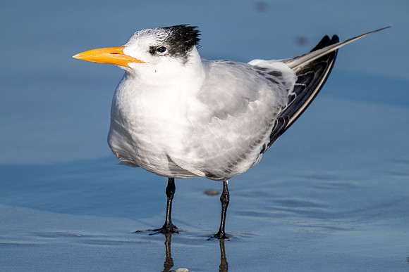 Royal Tern