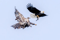 Bald Eagle fighting over fish