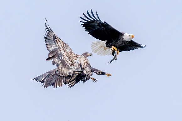 Bald Eagle fighting over fish