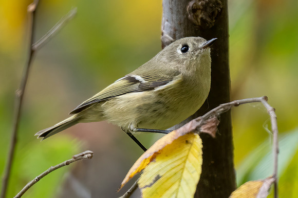 Ruby-crowned Kinglet