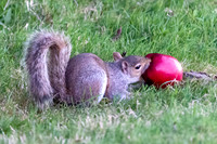Squirrels