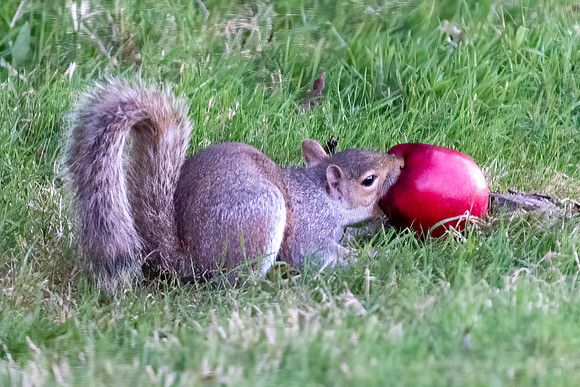 Squirrel