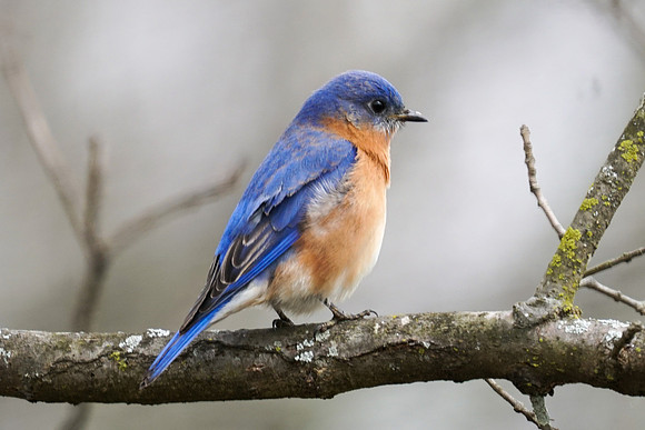 Eastern Bluebird