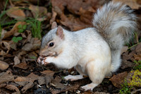 White Squirrel