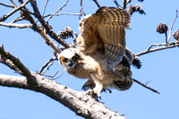 Great-horned owlet's first fly