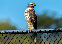 Red-shouldered Hawk