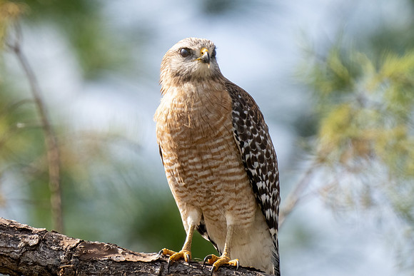 Red-shouldered Hawk