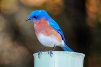 Bluebird