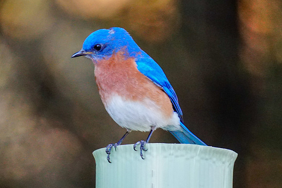 Bluebird