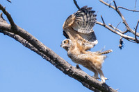 Baby great horned owl