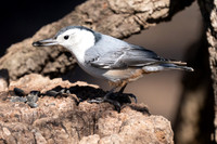 White-breasted Nathatch