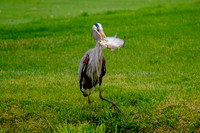 Great Blue Heron with Fish
