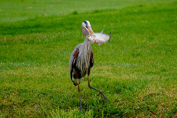 Great Blue Heron with Fish