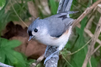 Tufted Titmouse