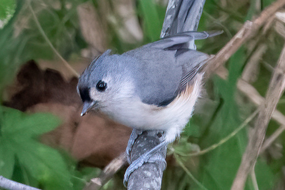 Tufted Titmouse